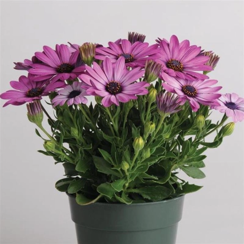 Bodrum%20Papatyası%20Sarkan%20Seri%20Lavanta%20Renk%20-%20Saksılık%205%20Tohum