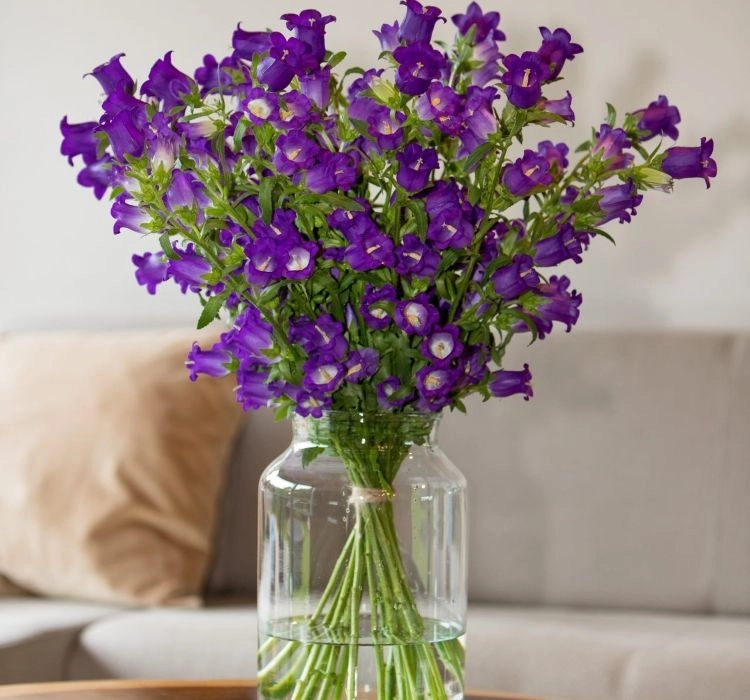 Çan%20Çiçeği%20Mini%20Seri%20Mavi%20Renk%20-%20Saksılık%2010%20Tohum