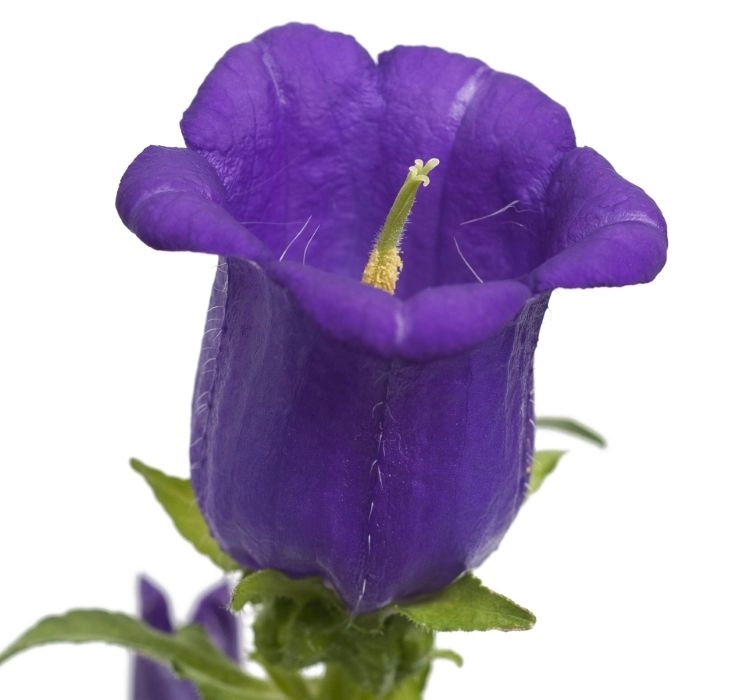 Çan%20Çiçeği%20Mini%20Seri%20Mavi%20Renk%20-%20Saksılık%2010%20Tohum