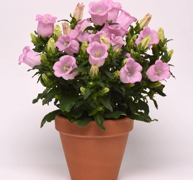 Çan%20Çiçeği%20Mini%20Seri%20Pembe%20Renk%20-%20Saksılık%2010%20Tohum