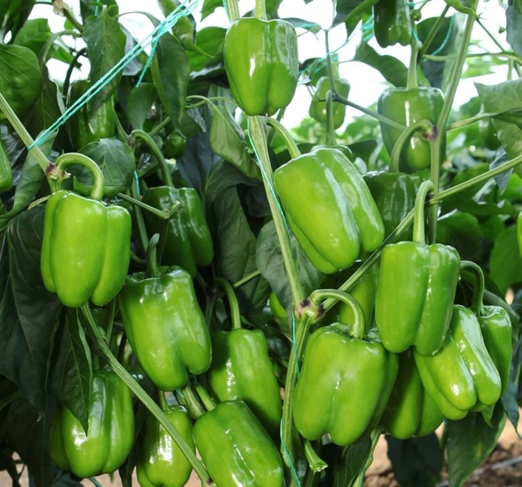DOLMA%20BİBER%20KANDİL%20(%20ÇOKLU%20TOHUM%20)%20-%205%20Gram