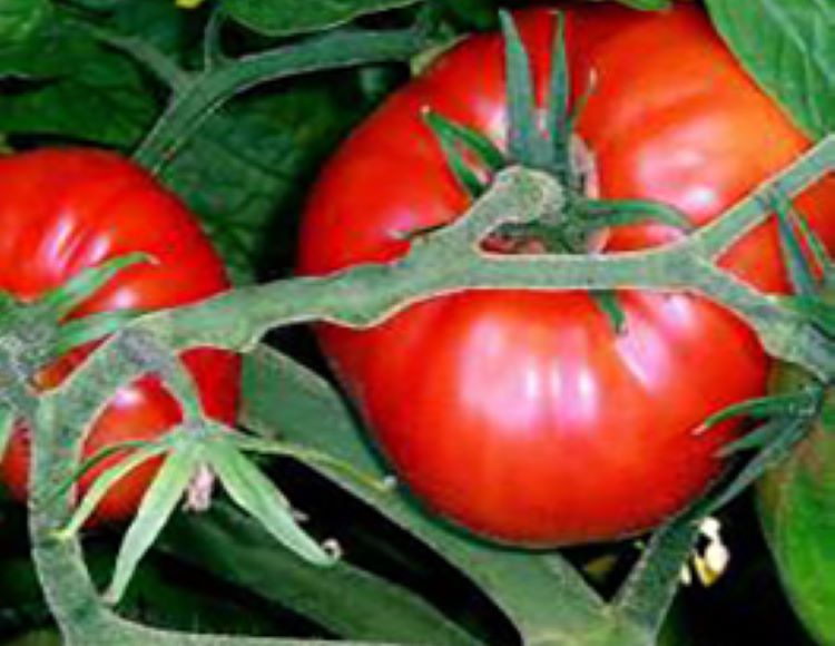 Domates%20Antep%20Tohumu%20-%20Aksel%20100%20adet