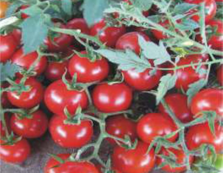 Domates%20Cherry%20Tohumu%20-%20Aksel%20100%20adet