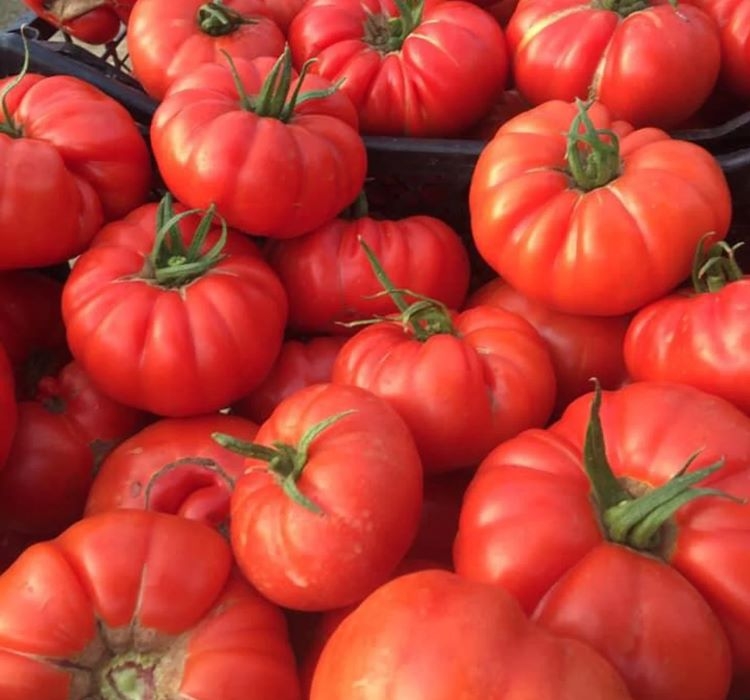 DOMATES%20KÖY%20(%20ÇOKLU%20TOHUM%20)%20-%203%20Gram