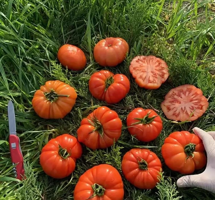 DOMATES%20KÖY%20(%20ÇOKLU%20TOHUM%20)%20-%203%20Gram