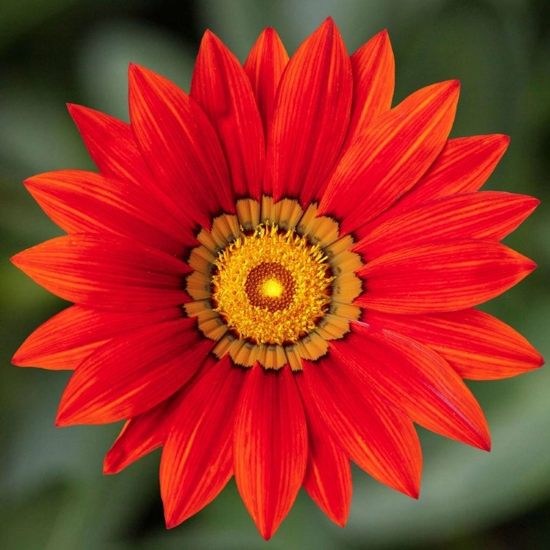Gazanya%20Sarkan%20Seri%20Kırmızı%20Renk%20-%20Saksılık%205%20Tohum
