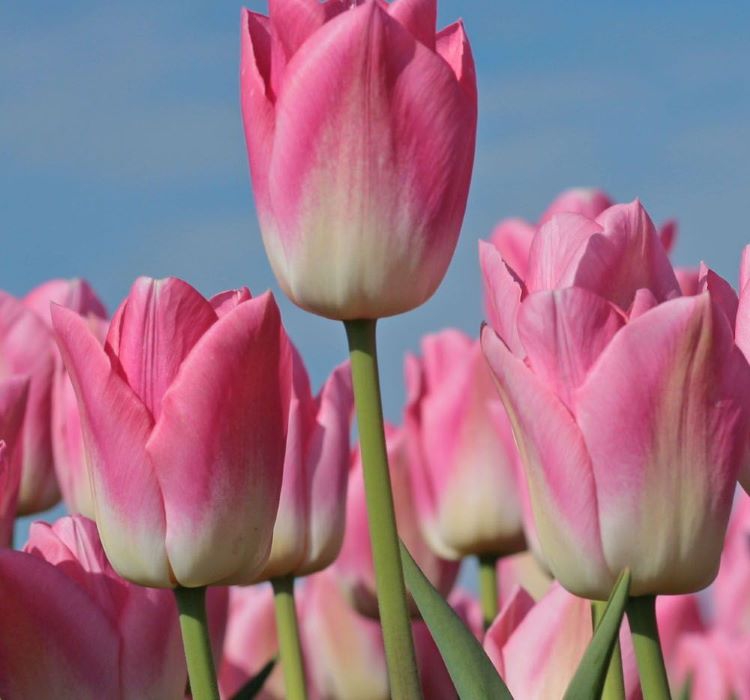 Gül%20Pembe%20Lale%20–%20Özel%20seri%20(%205%20Soğan%20)