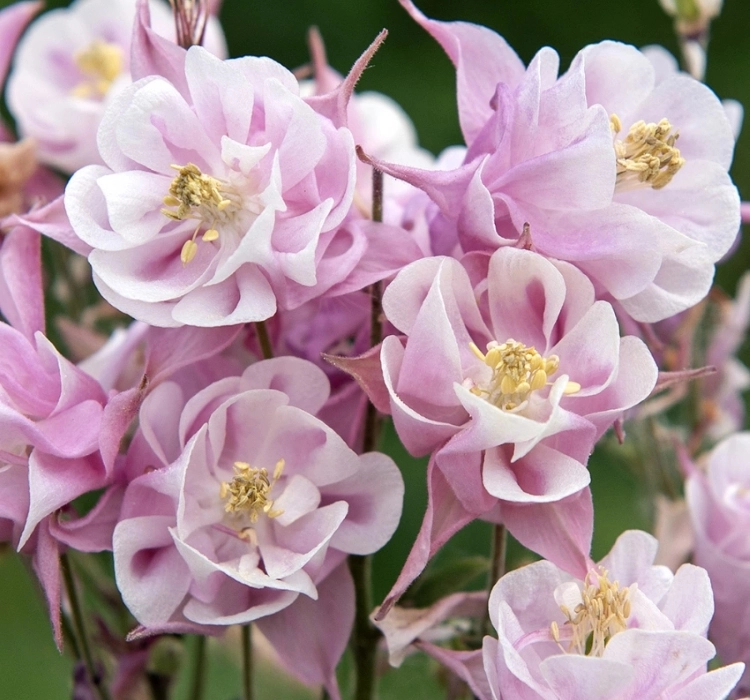 Haseki%20Küpesi%20Katlı%20Antik%20Seri%20Rose%20Renk%20-%20Saksılık%205%20Tohum