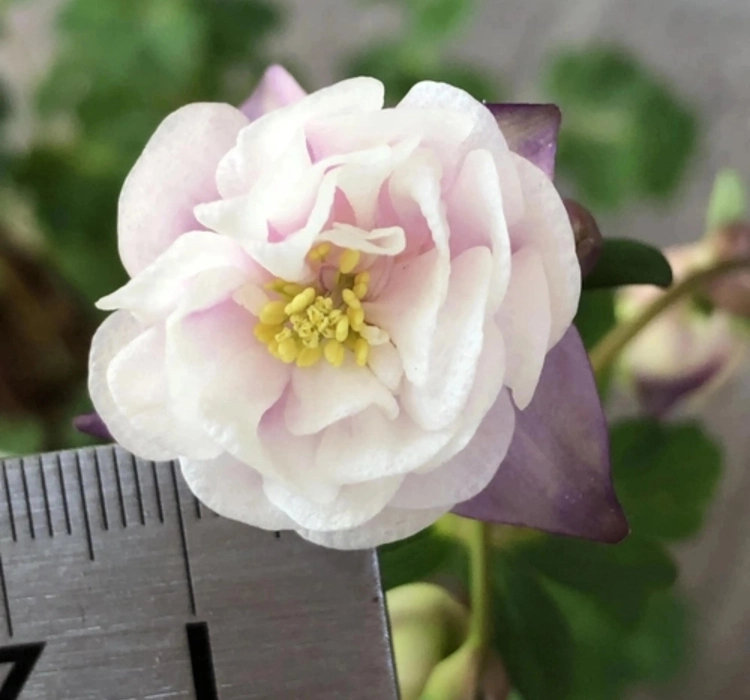 Haseki%20Küpesi%20Katlı%20Antik%20Seri%20Rose%20Renk%20-%20Saksılık%205%20Tohum