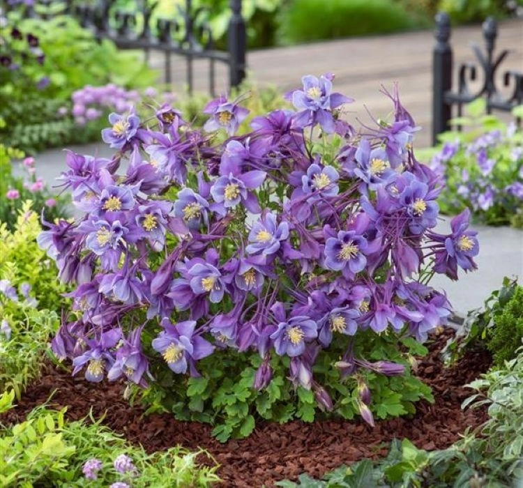 Haseki%20Küpesi%20Antik%20Seri%20Purple%20Mavi%20Renk%20-%20Saksılık%205%20Tohum