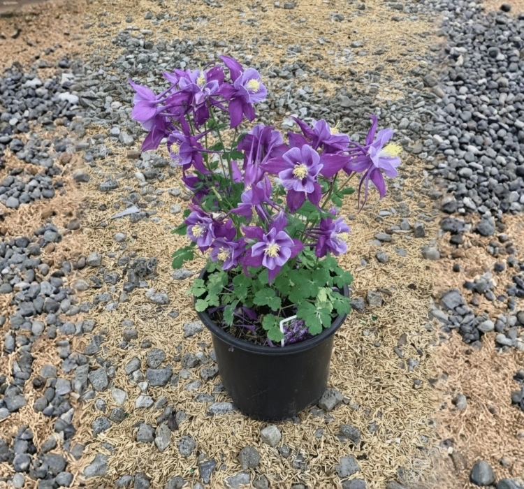 Haseki%20Küpesi%20Antik%20Seri%20Purple%20Mavi%20Renk%20-%20Saksılık%205%20Tohum