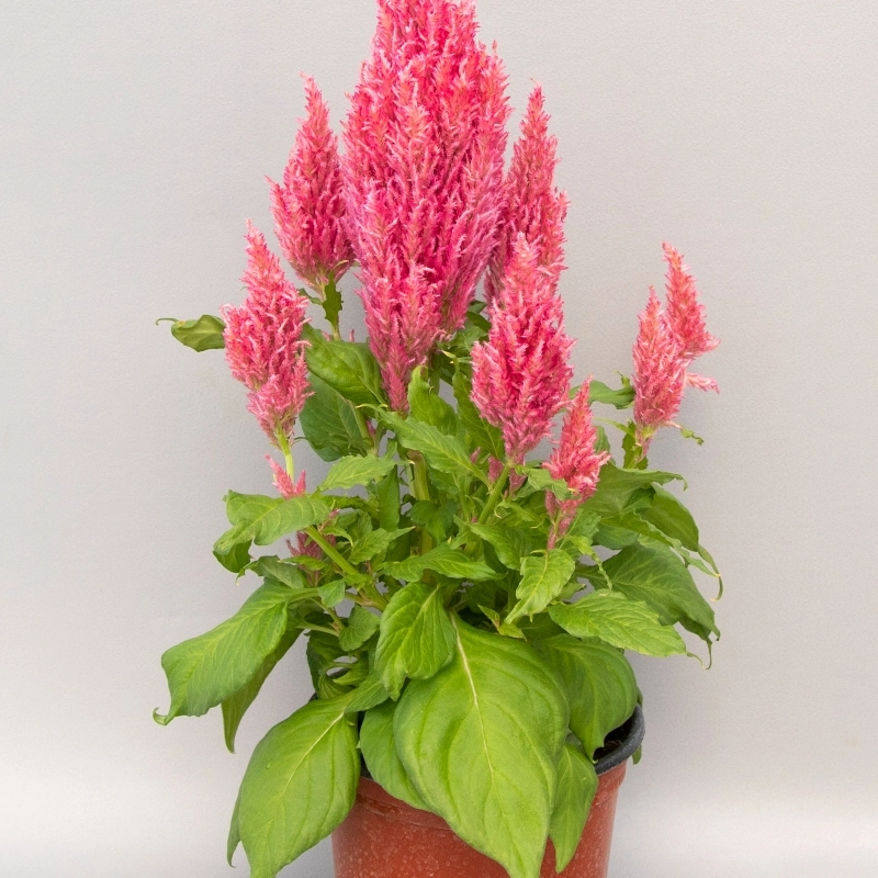 Horoz%20İbiği%20Püskül%20Seri%20Pembe%20Renk%20-%20Saksılık%2010%20Tohum