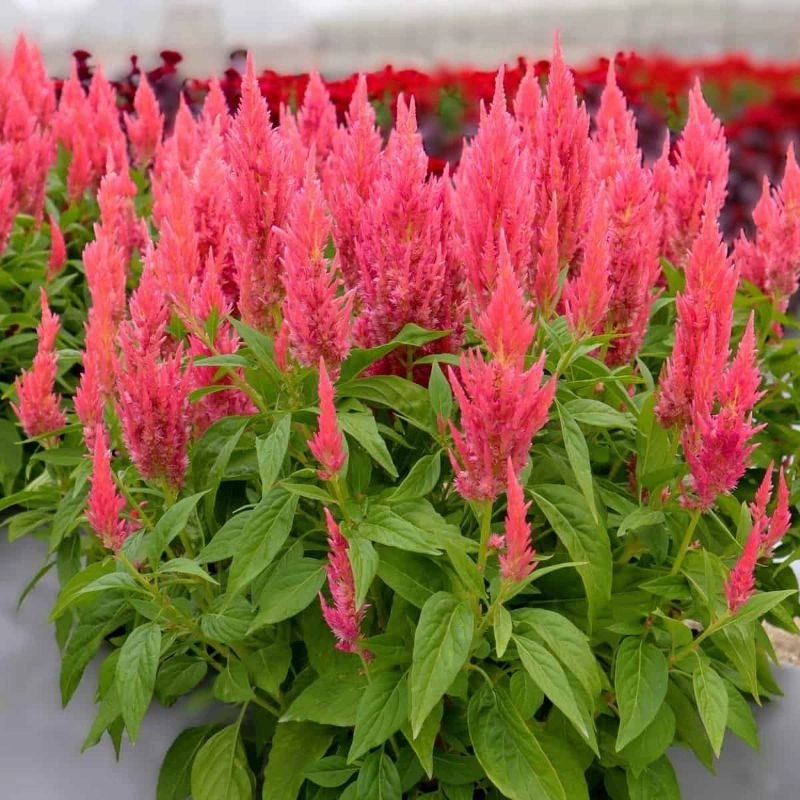 Horoz%20İbiği%20Püskül%20Seri%20Pembe%20Renk%20-%20Saksılık%2010%20Tohum