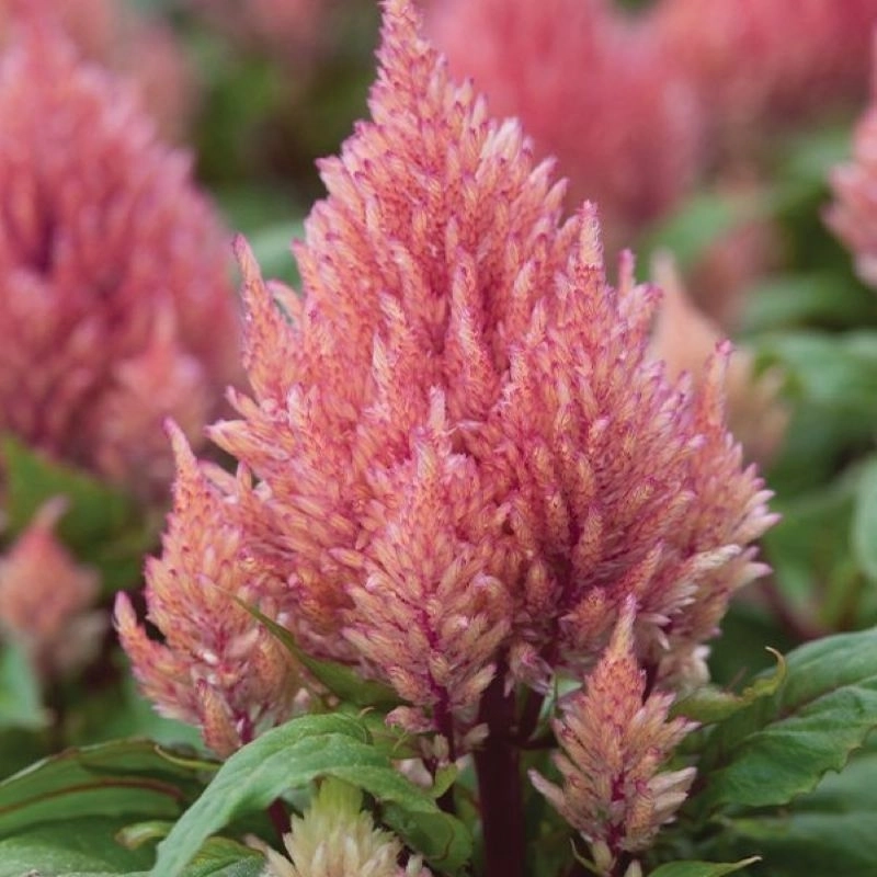 Horoz%20İbiği%20Püskül%20Seri%20Pembe%20Renk%20-%20Saksılık%2010%20Tohum