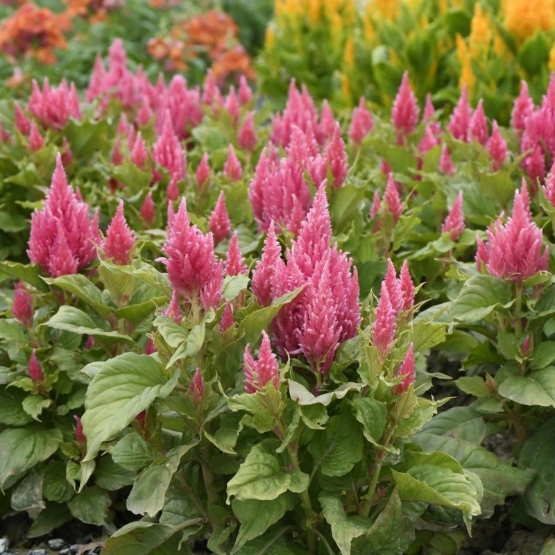 Horoz%20İbiği%20Püskül%20Seri%20Pembe%20Renk%20-%20Saksılık%2010%20Tohum