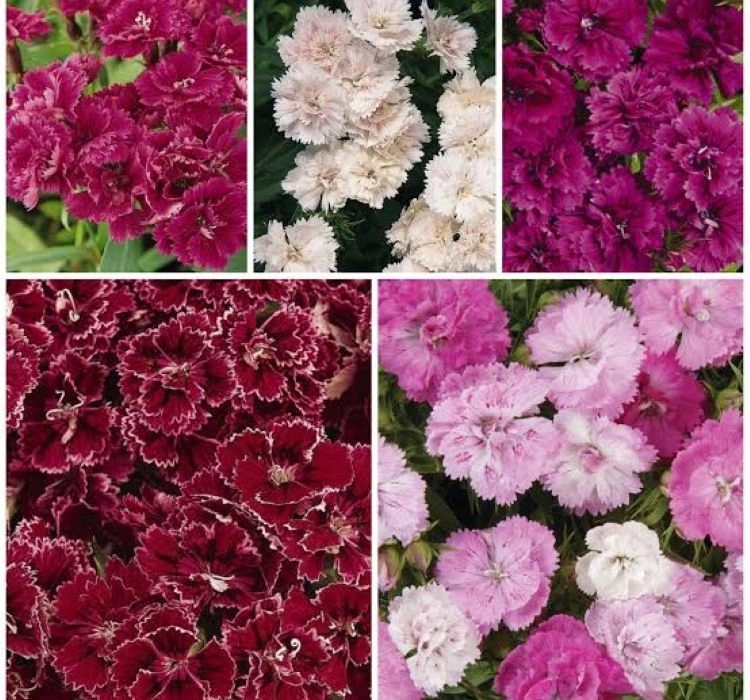 HüsnüYusuf%20Uzun%20Katlı%20Seri%20Purple%20Renk%20-%20Saksılık%205%20Tohum