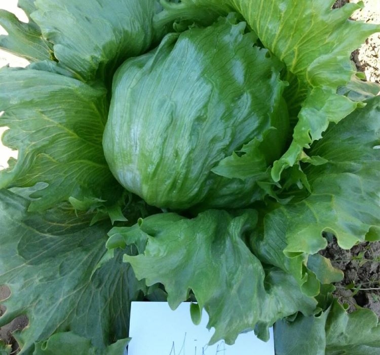 MARUL%20İCEBERG%20(%20ÇOKLU%20TOHUM%20)%20-%203%20Gram