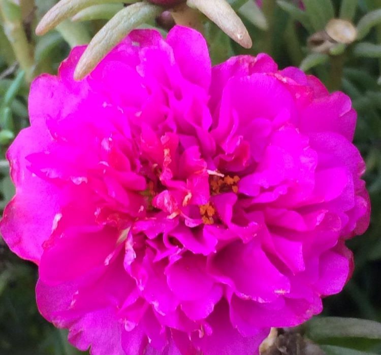 İpek%20Çiçeği%20Tohumu%20(%20Katmerli%20Çok%20Çiçekli%20)%20Fuşya%20Renkli%20-%2040%20Tohum