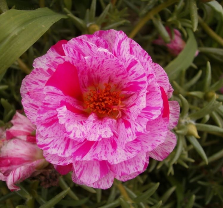 İpek%20Çiçeği%20Tohumu%20Duble%20Katlı%20-%20Kırçıllı%20Kırmızı%20Renkli%20(%2025%20Tohum%20)