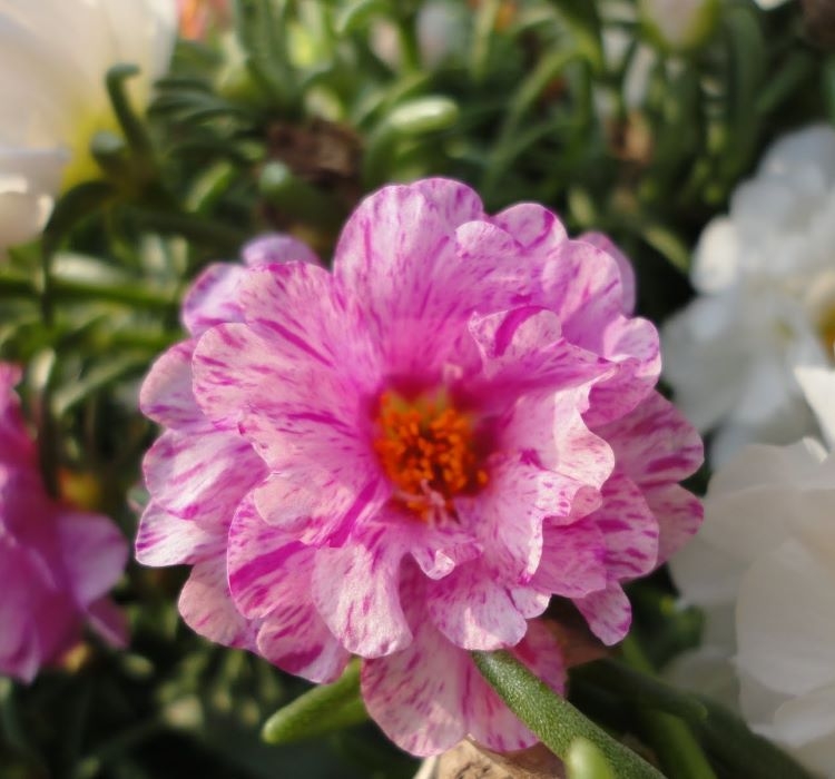 İpek%20Çiçeği%20Tohumu%20Duble%20Katlı%20-%20Kırçıllı%20Kırmızı%20Renkli%20(%2025%20Tohum%20)