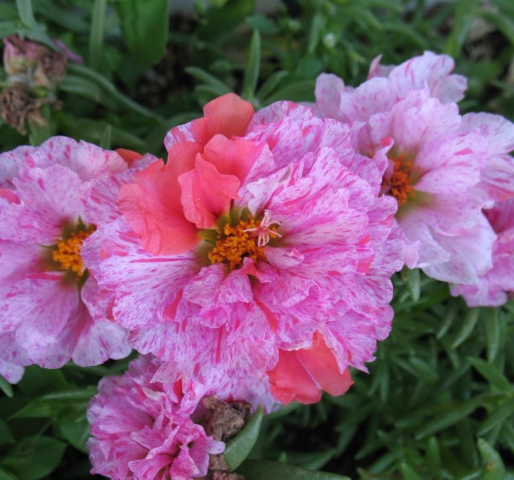 İpek%20Çiçeği%20Tohumu%20Duble%20Katlı%20-%20Kırçıllı%20Kırmızı%20Renkli%20(%2025%20Tohum%20)