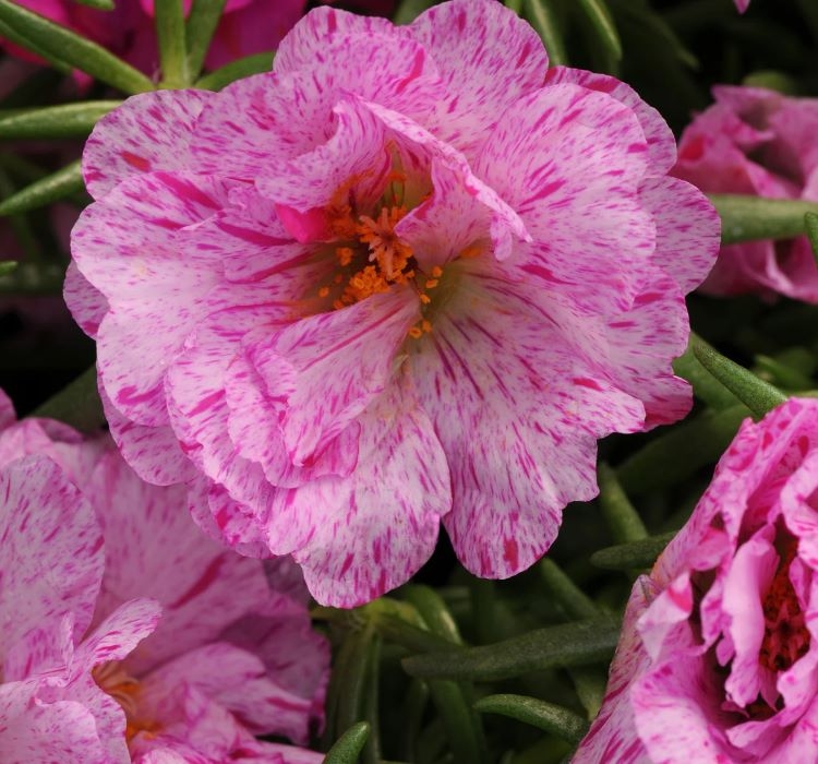 İpek%20Çiçeği%20Tohumu%20Duble%20Katlı%20-%20Kırçıllı%20Kırmızı%20Renkli%20(%2025%20Tohum%20)