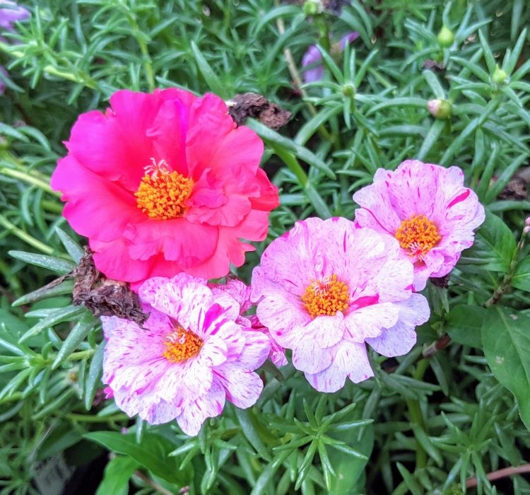 İpek%20Çiçeği%20Tohumu%20Duble%20Katlı%20-%20Kırçıllı%20Kırmızı%20Renkli%20(%2025%20Tohum%20)