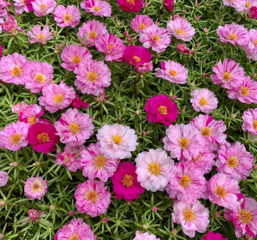 İpek%20Çiçeği%20Tohumu%20(%20Katmerli%20Çok%20Çiçekli%20)%20Kırcıllı%20Kırmızı%20Renkli%20-%2040%20Tohum