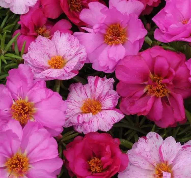 İpek%20Çiçeği%20Tohumu%20(%20Katmerli%20Çok%20Çiçekli%20)%20Kırcıllı%20Kırmızı%20Renkli%20-%2040%20Tohum