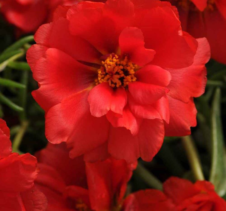 Kırmızı İpek Çiçeği F1 Tohumu ( 75 Tohum )
