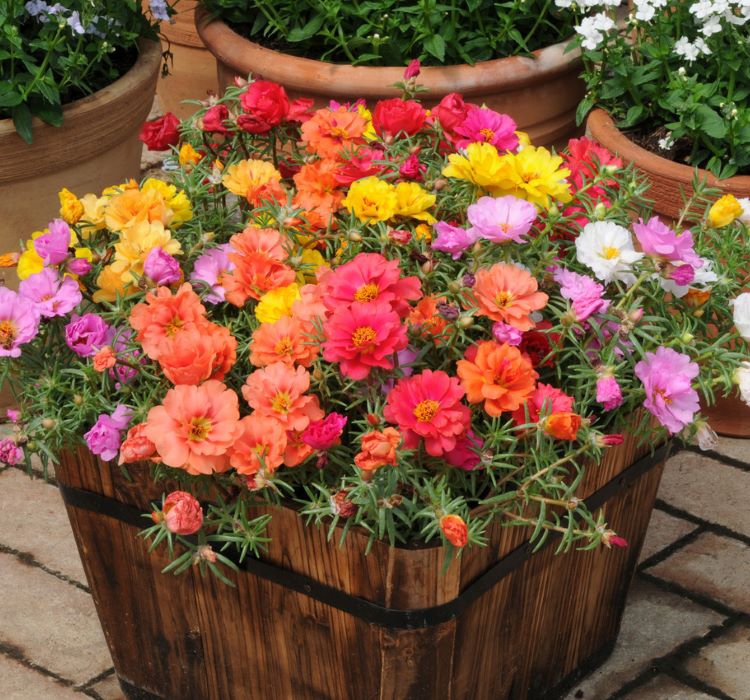 İpek%20Çiçeği%20Tohumu%20(%20Katmerli%20Çok%20Çiçekli%20)%20Karışık%20Renkli%20-%2040%20Tohum