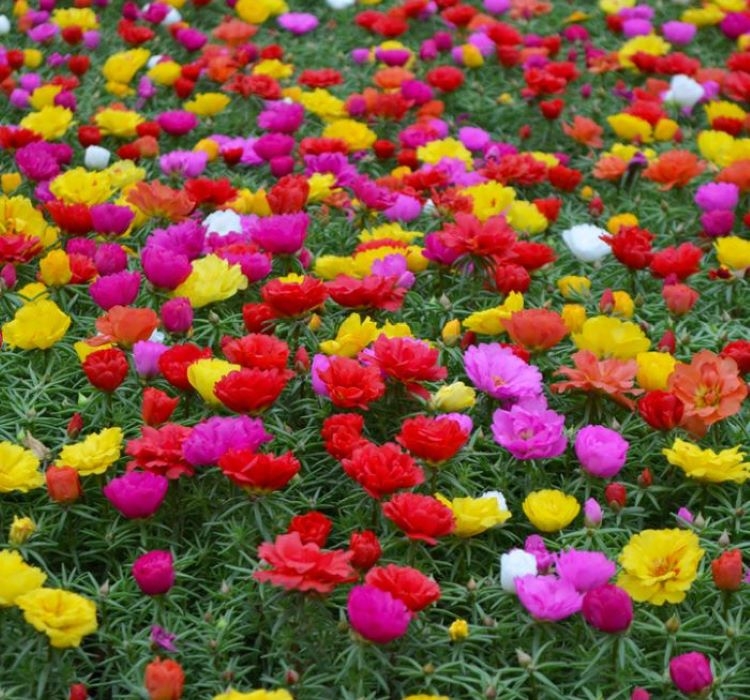 İpek%20Çiçeği%20Tohumu%20Duble%20Katlı%20-%20Karışık%20Renkli%20(%2025%20Tohum%20)