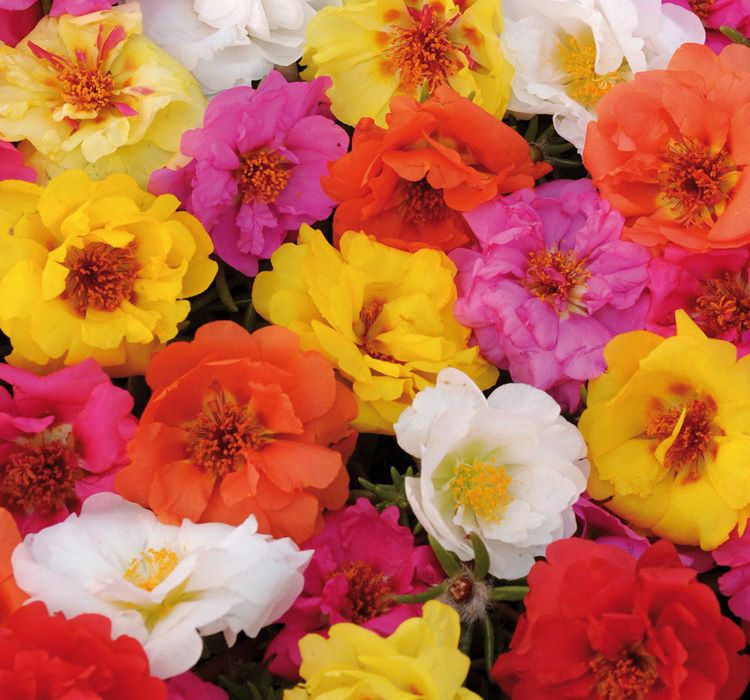 İpek%20Çiçeği%20Tohumu%20(%20Katmerli%20Çok%20Çiçekli%20)%20Karışık%20Renkli%20-%2040%20Tohum