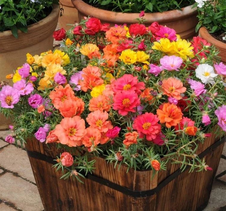 İpek%20Çiçeği%20Tohumu%20Duble%20Katlı%20-%20Karışık%20Renkli%20(%2025%20Tohum%20)