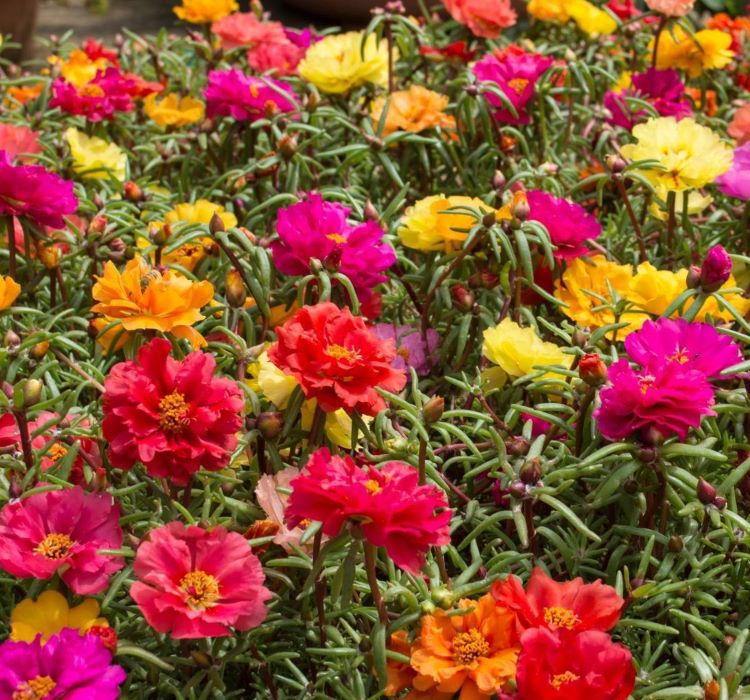 İpek%20Çiçeği%20Tohumu%20(%20Katmerli%20Çok%20Çiçekli%20)%20Karışık%20Renkli%20-%2040%20Tohum