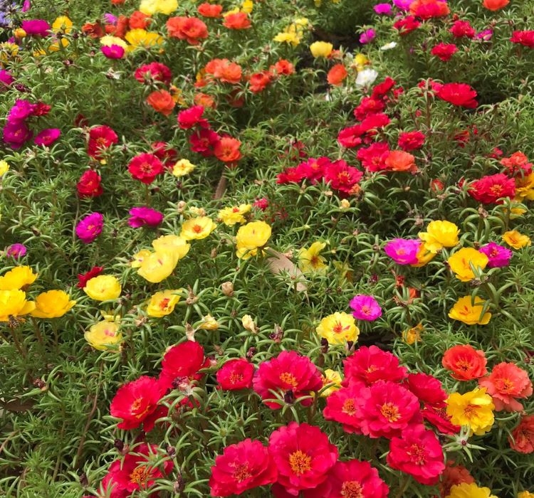 İpek%20Çiçeği%20Tohumu%20Duble%20Katlı%20-%20Karışık%20Renkli%20(%2025%20Tohum%20)