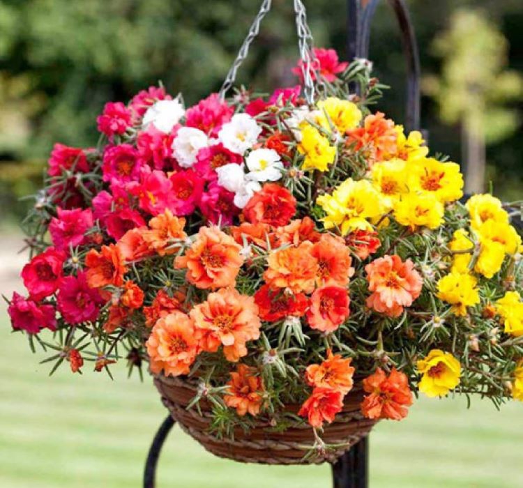 İpek%20Çiçeği%20Tohumu%20(%20Katmerli%20Çok%20Çiçekli%20)%20Karışık%20Renkli%20-%2040%20Tohum