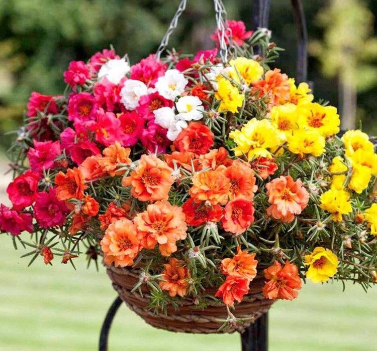 İpek%20Çiçeği%20Tohumu%20Duble%20Katlı%20-%20Karışık%20Renkli%20(%2025%20Tohum%20)