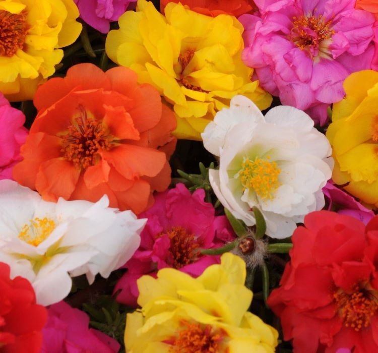 İpek%20Çiçeği%20Tohumu%20Duble%20Katlı%20-%20Tropik%20Karışık%20Renkli%20(%2025%20Tohum%20)