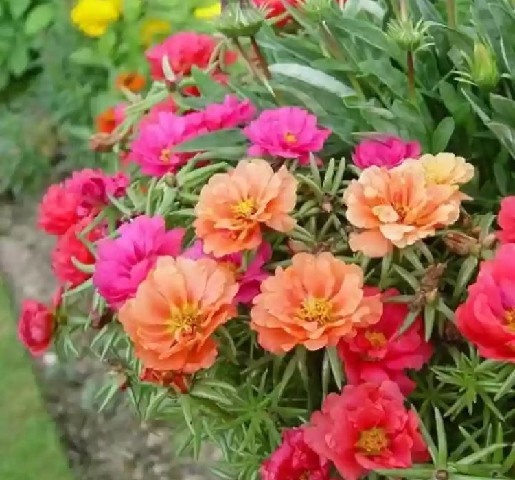 İpek%20Çiçeği%20Tohumu%20Duble%20Katlı%20-%20Tropik%20Karışık%20Renkli%20(%2025%20Tohum%20)