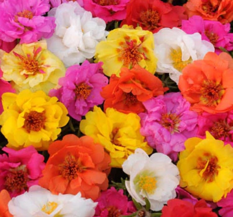 İpek%20Çiçeği%20Tohumu%20Duble%20Katlı%20-%20Tropik%20Karışık%20Renkli%20(%2025%20Tohum%20)