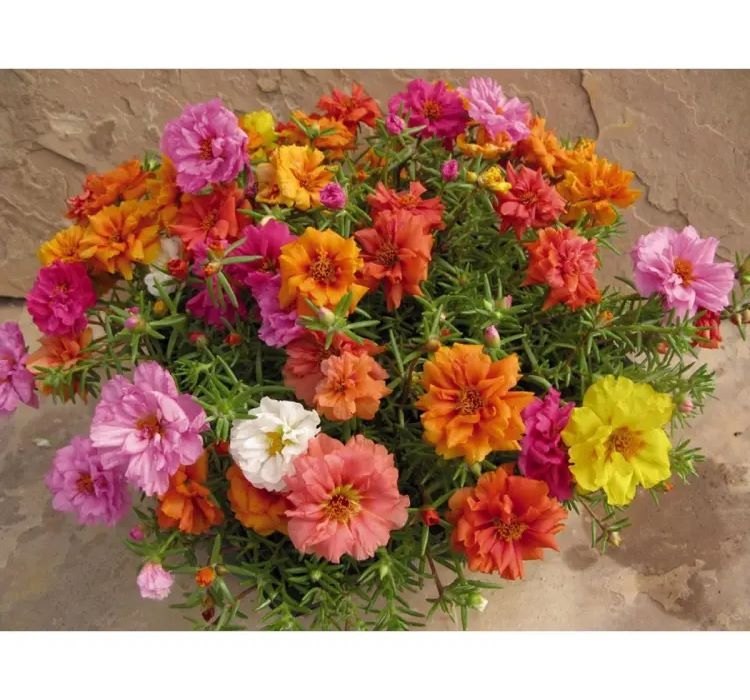 İpek%20Çiçeği%20Tohumu%20Duble%20Katlı%20-%20Tropik%20Karışık%20Renkli%20(%2025%20Tohum%20)