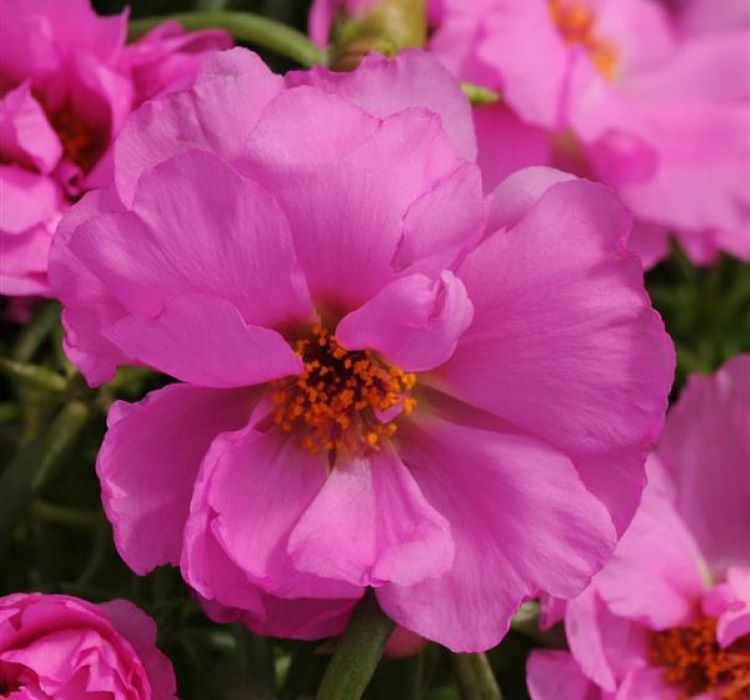 İpek%20Çiçeği%20Tohumu%20Duble%20Katlı%20-%20Koyu%20Pembe%20Renkli%20(%2025%20Tohum%20)