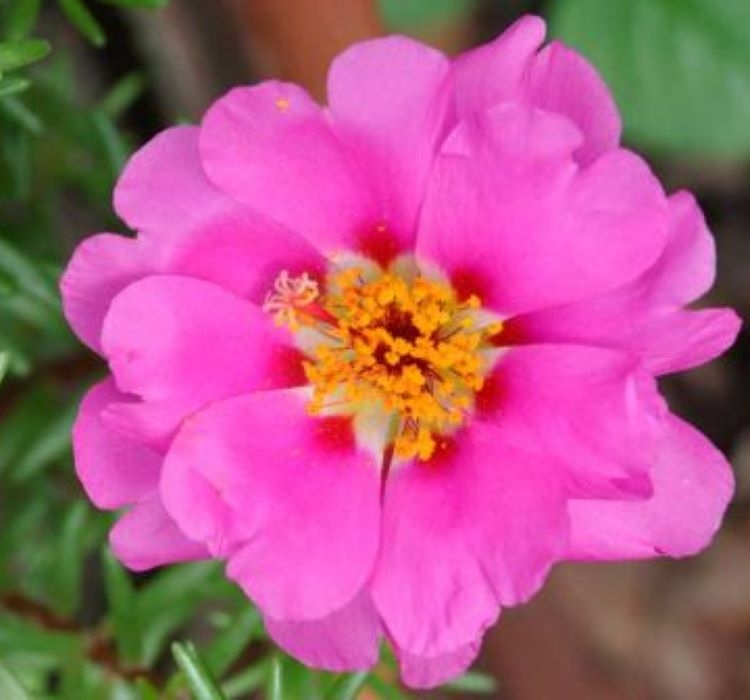 İpek%20Çiçeği%20Tohumu%20Duble%20Katlı%20-%20Koyu%20Pembe%20Renkli%20(%2025%20Tohum%20)