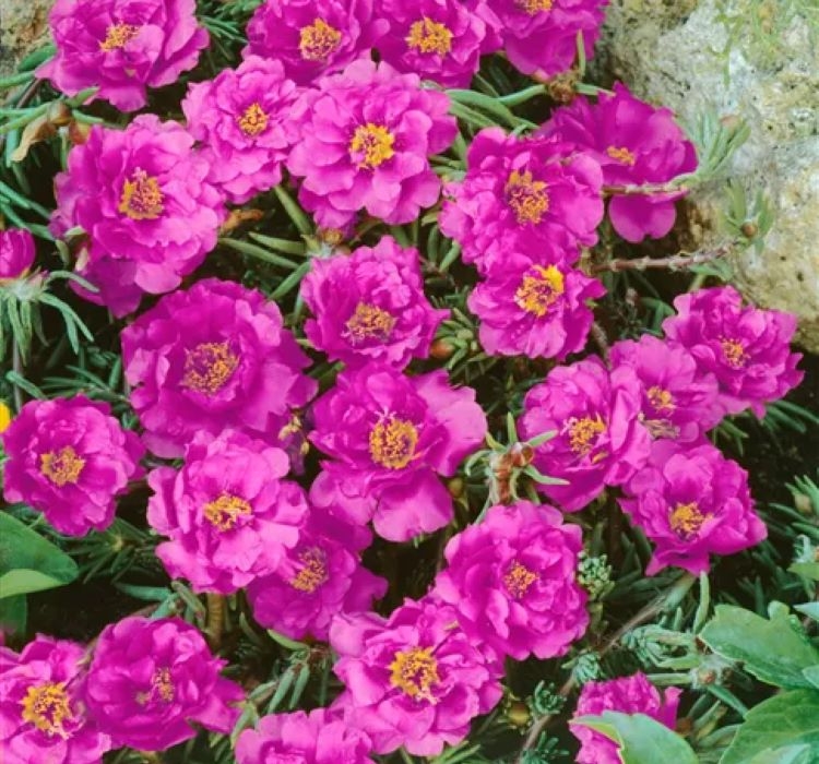 İpek%20Çiçeği%20Tohumu%20Duble%20Katlı%20-%20Koyu%20Pembe%20Renkli%20(%2025%20Tohum%20)