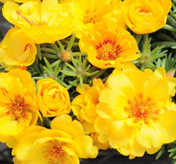 İpek%20Çiçeği%20Tohumu%20Duble%20Katlı%20-%20Koyu%20Sarı%20Renkli%20(%2025%20Tohum%20)