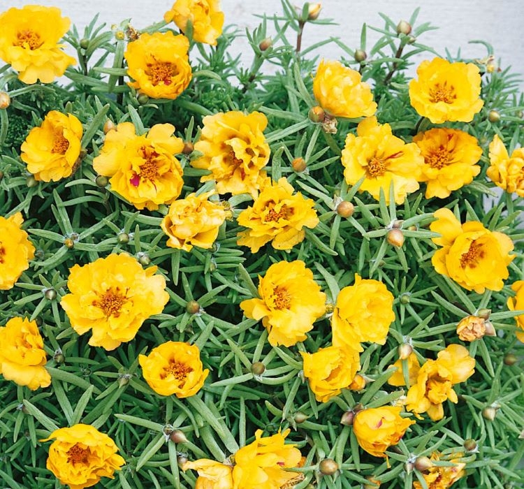 İpek%20Çiçeği%20Tohumu%20Duble%20Katlı%20-%20Koyu%20Sarı%20Renkli%20(%2025%20Tohum%20)