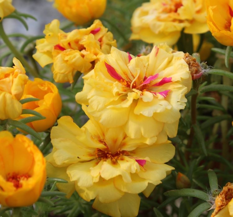 İpek%20Çiçeği%20Tohumu%20Duble%20Katlı%20-%20Koyu%20Sarı%20Renkli%20(%2025%20Tohum%20)