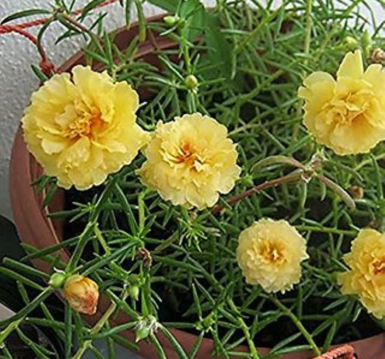 Sarı İpek Çiçeği F1 Tohumu ( 75 Tohum )
