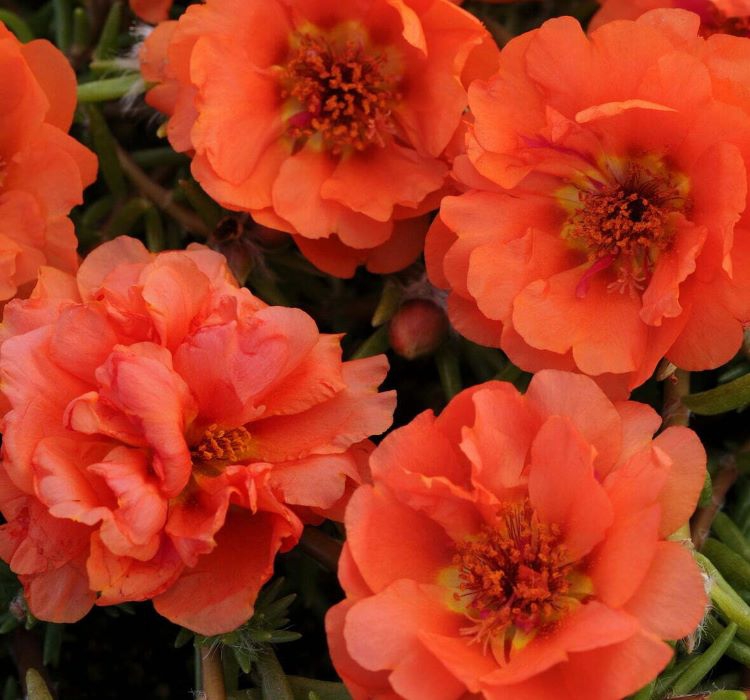 İpek%20Çiçeği%20Tohumu%20(%20Katmerli%20Çok%20Çiçekli%20)%20Turuncu%20Renkli%20-%2040%20Tohum